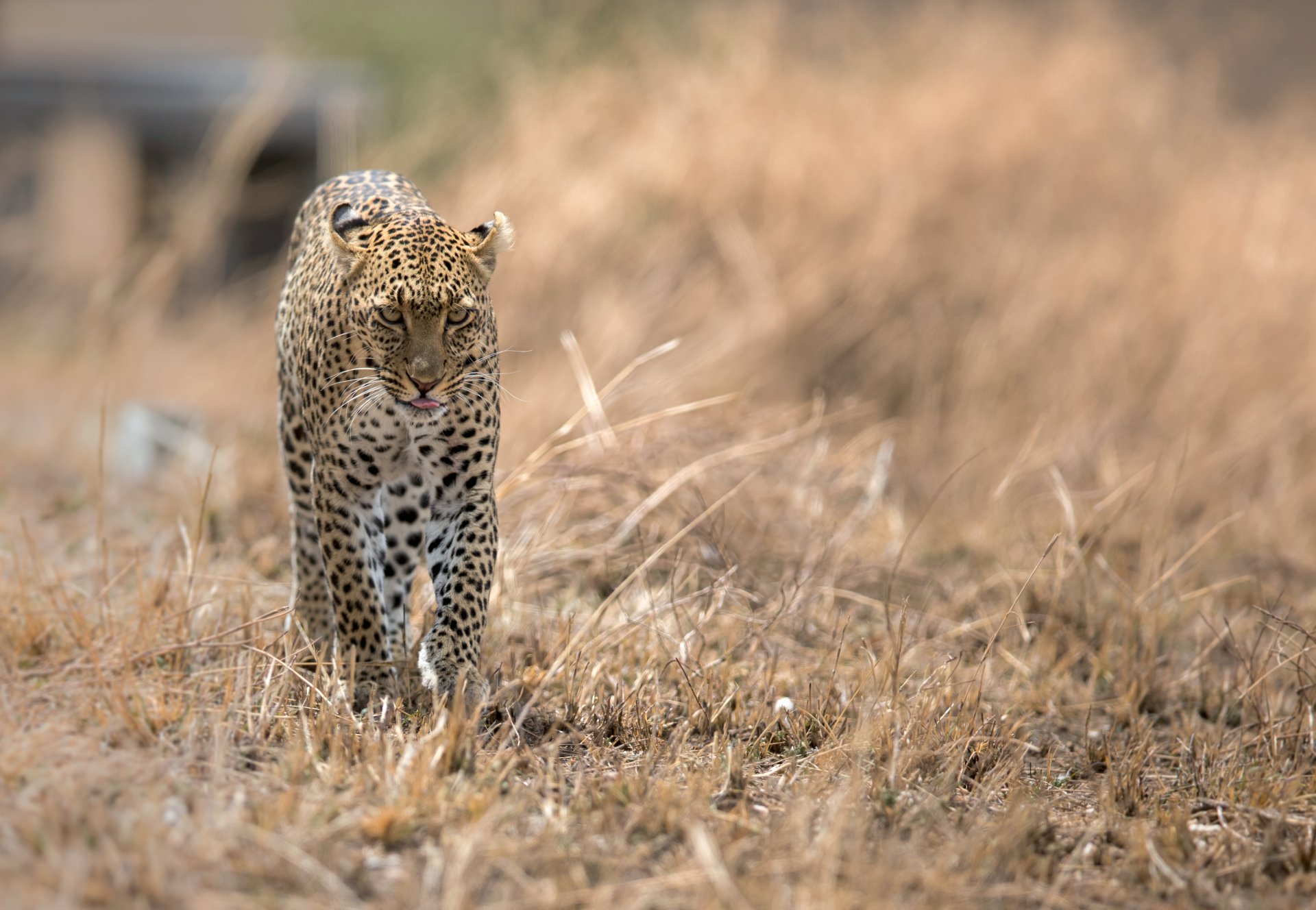 A leopard walking through dry grass in a natural setting, captured in high detail as a 4K Ultra HD PC desktop wallpaper showcasing the wild animal.