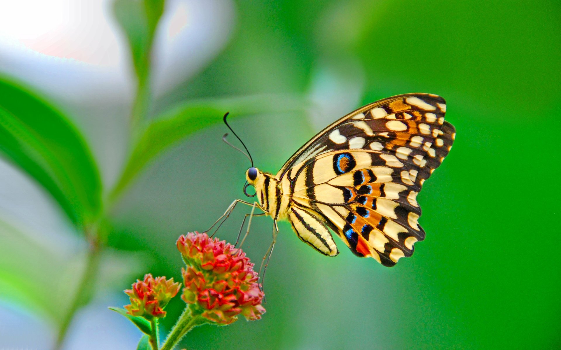 Mariposas Fondos De Pantalla 4k Fondosdepantallatop De3 1194