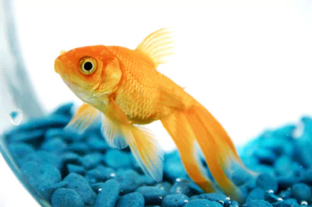 A vibrant goldfish swims gracefully among blue pebbles, creating a striking image for a HD desktop wallpaper and background, bringing a touch of aquatic charm to any screen.