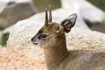 A Klipspringer antelope with distinctive horns rests on rocky terrain, captured in stunning 4K Ultra HD quality, showcasing its unique features and natural habitat.