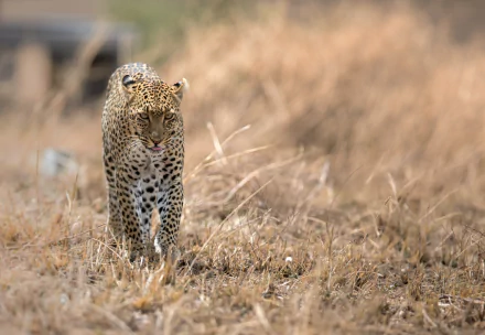 A leopard walking through dry grass in a natural setting, captured in high detail as a 4K Ultra HD PC desktop wallpaper showcasing the wild animal.
