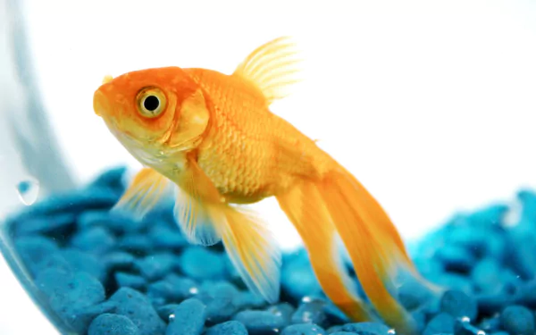 A vibrant goldfish swims gracefully among blue pebbles, creating a striking image for a HD desktop wallpaper and background, bringing a touch of aquatic charm to any screen.