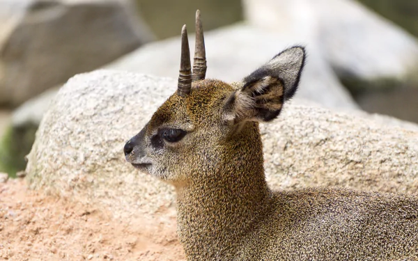 A Klipspringer antelope with distinctive horns rests on rocky terrain, captured in stunning 4K Ultra HD quality, showcasing its unique features and natural habitat.
