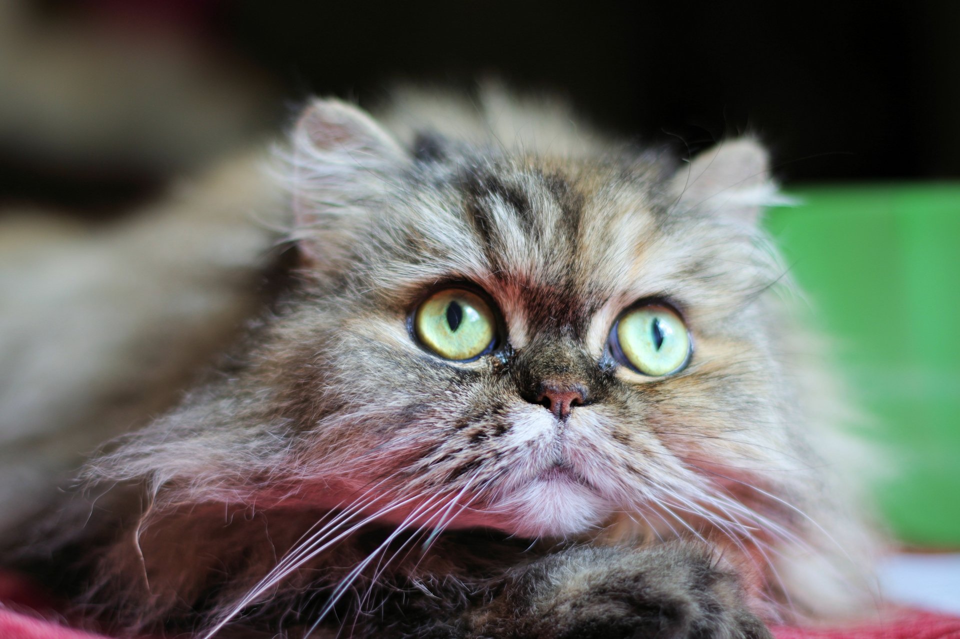 Close-up of a fluffy long-haired cat with vivid green eyes and soft fur against a blurred background — 5K Ultra HD PC desktop wallpaper.