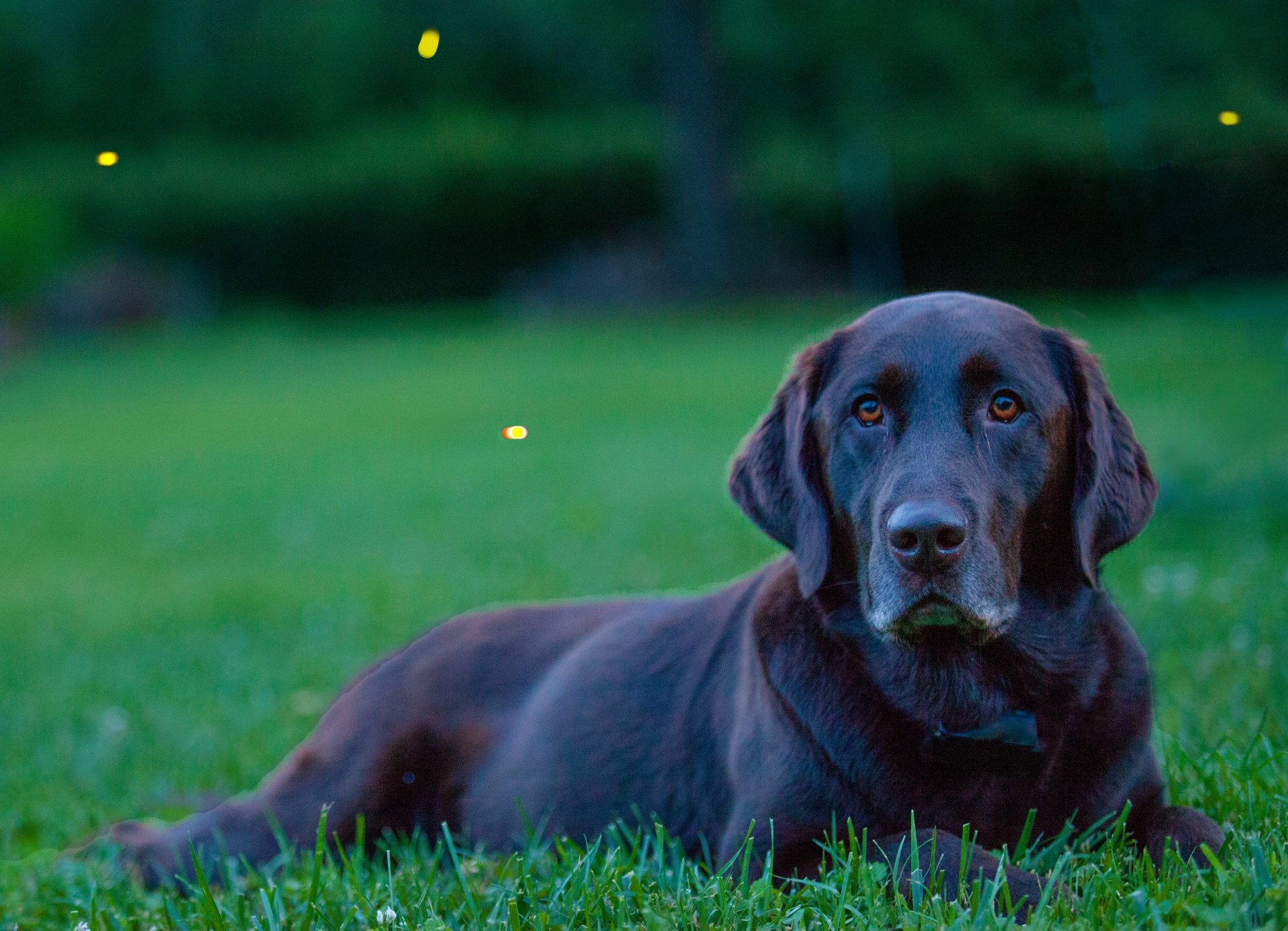 A Labrador Retriever lounges on lush green grass, captured in stunning 4K Ultra HD, creating a vibrant and calming desktop wallpaper.