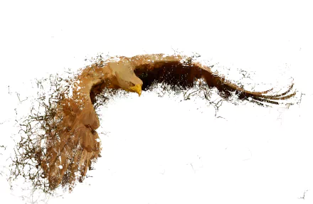 HD desktop wallpaper featuring a dynamic splash art of an eagle in mid-flight, set against a clean, white background.