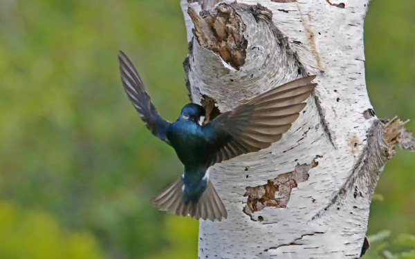 tree bird Animal Tree Swallow HD Desktop Wallpaper | Background Image