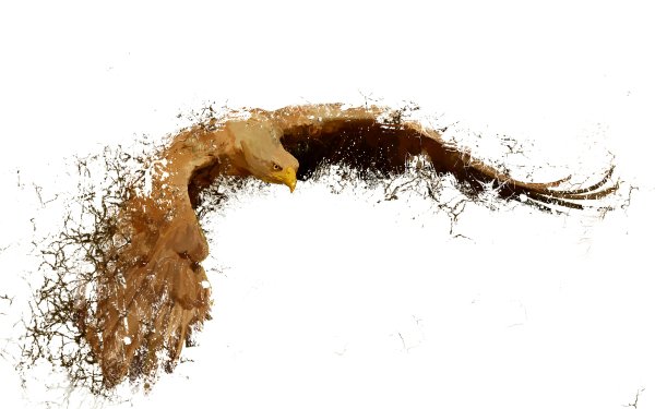 Animal Eagle Birds Eagles Splash HD Wallpaper | Background Image