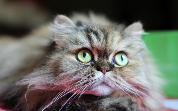 Close-up of a fluffy long-haired cat with vivid green eyes and soft fur against a blurred background — 5K Ultra HD PC desktop wallpaper.