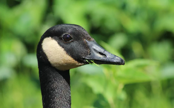 Animal canada goose HD Desktop Wallpaper | Background Image