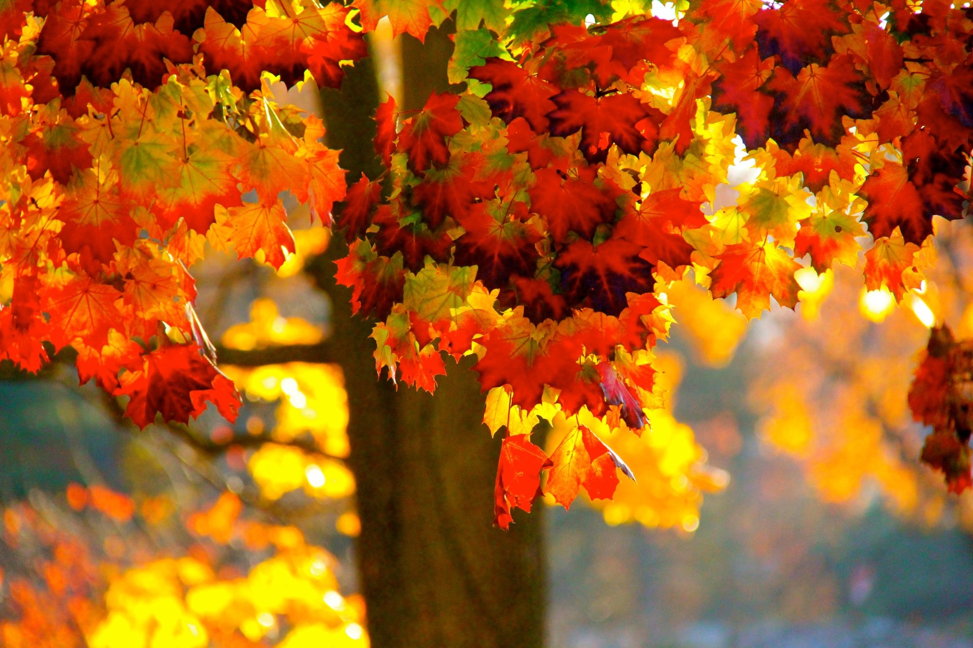 Vibrant bokeh of fall colors illuminates leaves on a tree, capturing the essence of nature and sunlight in this stunning 4K Ultra HD desktop wallpaper.