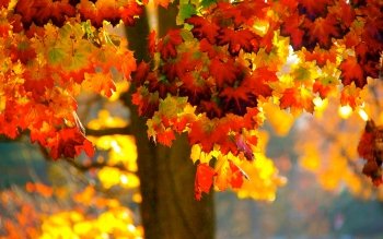 Fall Background Wallpaper  NawPic