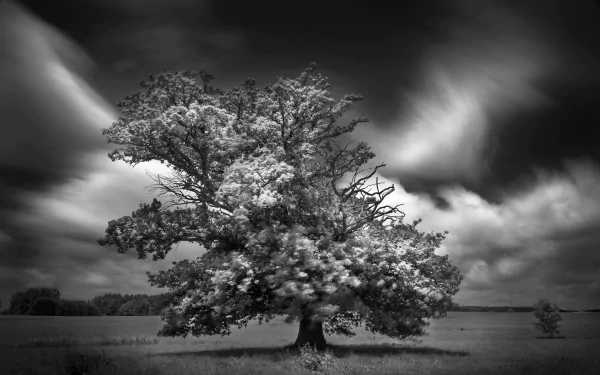 Black and white HD desktop wallpaper showing a solitary oak tree in a vast landscape under dynamic, cloudy skies.