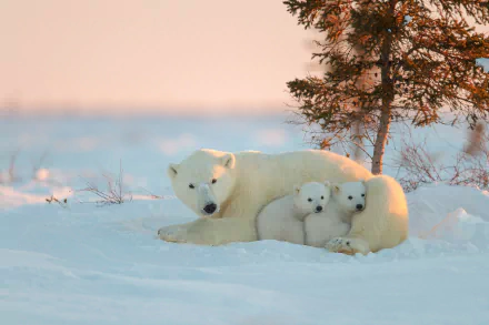 An evening scene showcasing a polar bear with two cubs nestled close in the snow under a tree. The HD image captures the serene and protective nature of the animal, making it an engaging desktop wallpaper.