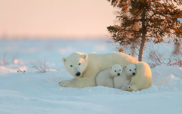 An evening scene showcasing a polar bear with two cubs nestled close in the snow under a tree. The HD image captures the serene and protective nature of the animal, making it an engaging desktop wallpaper.