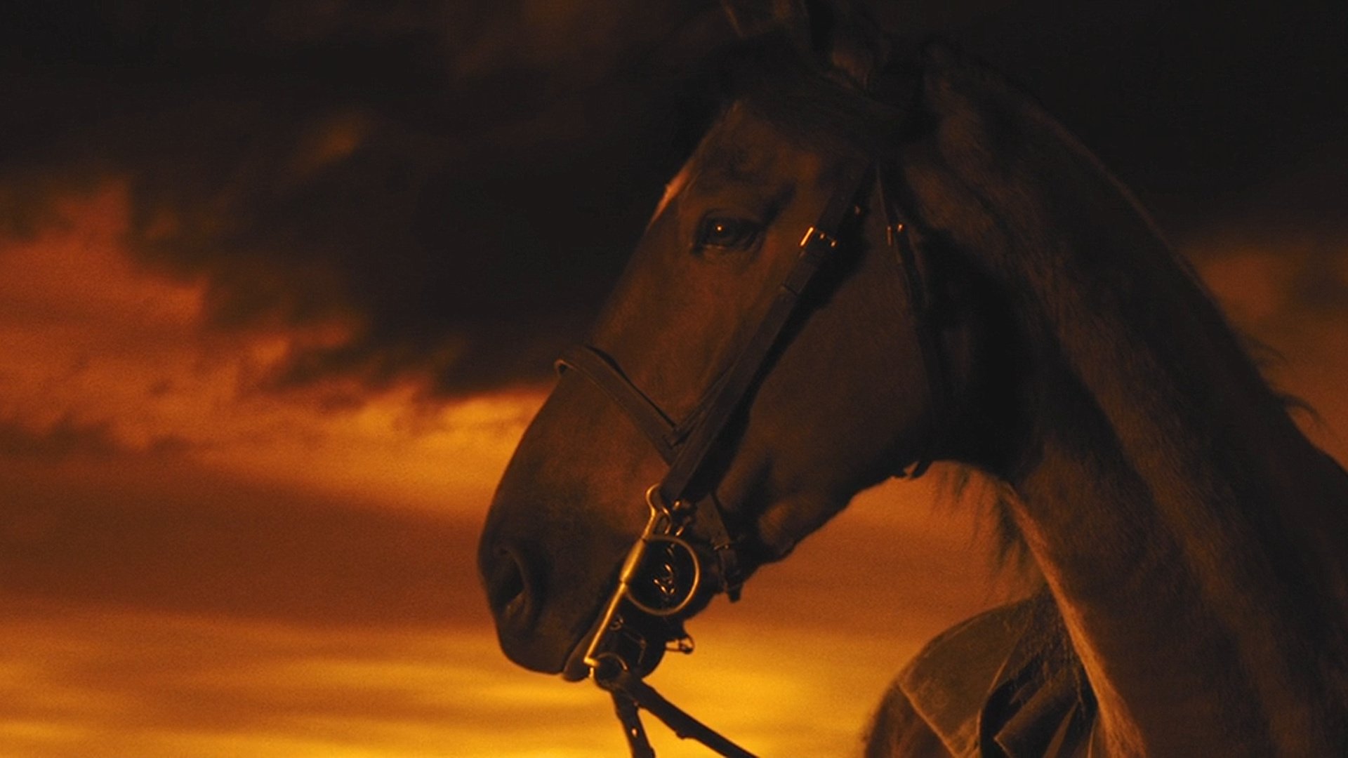 War horse full online movie dailymotion