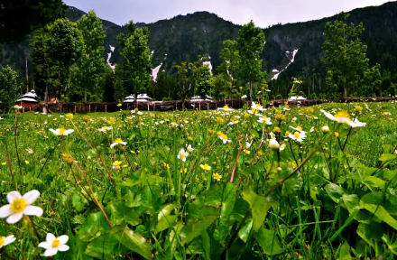 A vibrant spring landscape in Kashmir, Pakistan, featuring a lush green field dotted with blooming flowers and framed by towering mountains and trees, captured in stunning 4K Ultra HD.