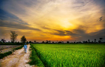 A serene sunset over the lush fields of Pakistan, capturing the essence of countryside nature in vibrant colors. This stunning landscape serves as a captivating 4K Ultra HD desktop wallpaper.