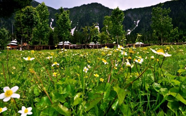 Photography Landscape Nature Earth Spring Flower Countryside Kashmir Pakistan HD Wallpaper | Background Image