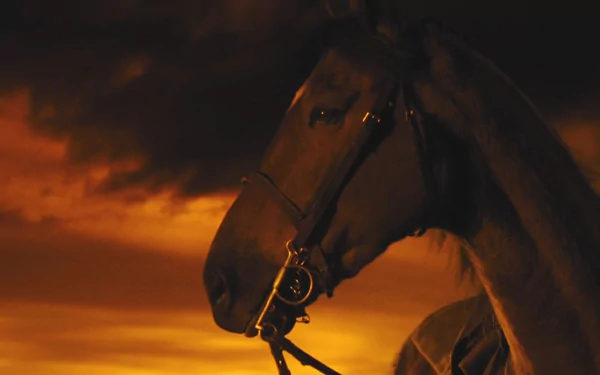 HD PC desktop wallpaper from the movie War Horse, featuring a close-up of a horse against a dramatic sunset sky.