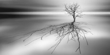 lonely tree shadow nature tree HD Desktop Wallpaper | Background Image