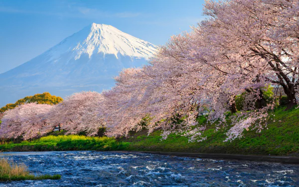 A stunning view of Mount Fuji rises majestically behind blooming cherry blossom trees, reflecting the beauty of nature in this HD desktop wallpaper.