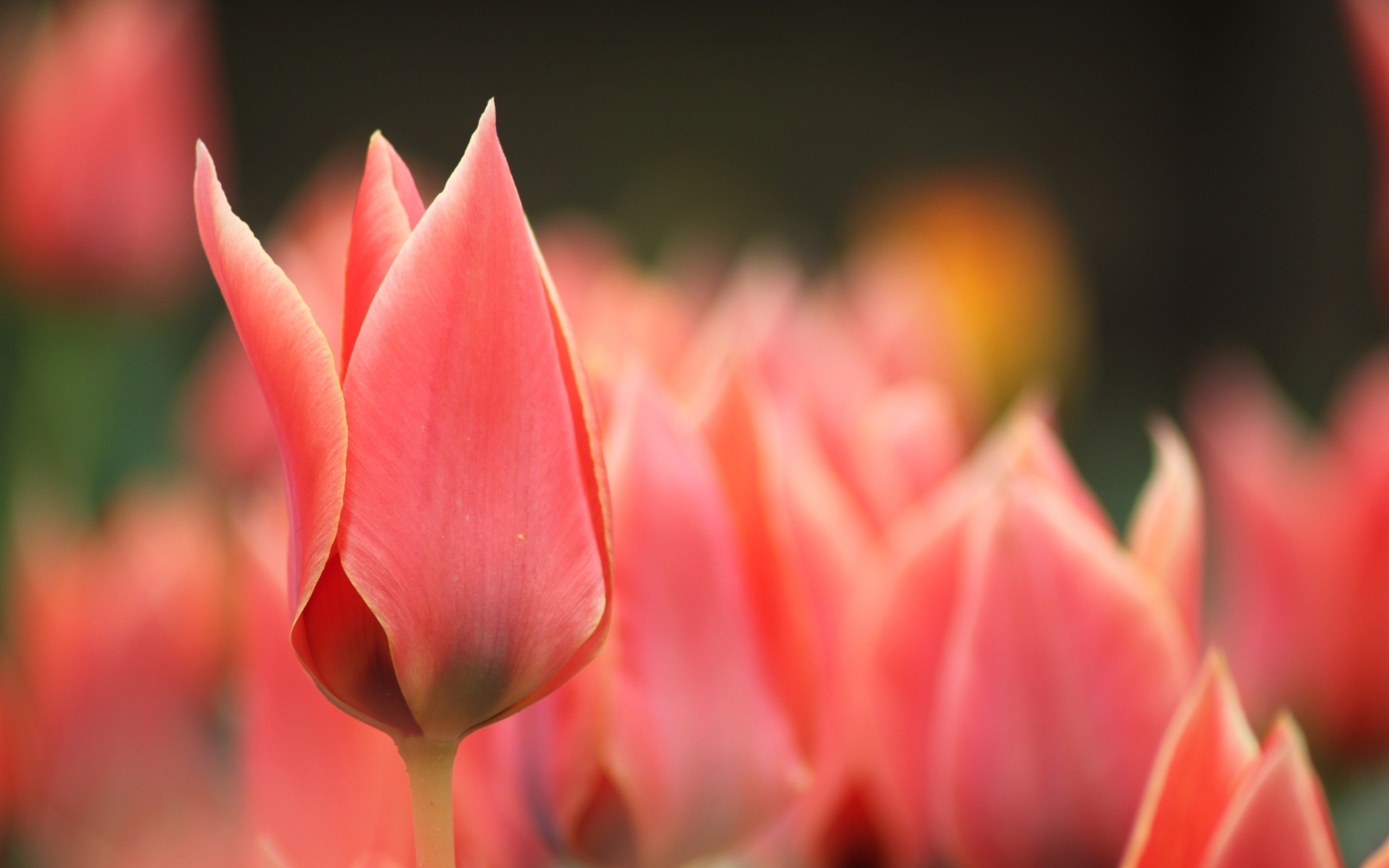Download Orange Flower Close-up Field Flower Nature Tulip HD Wallpaper