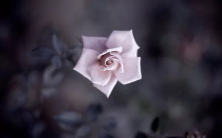  Delicate Pink Rose