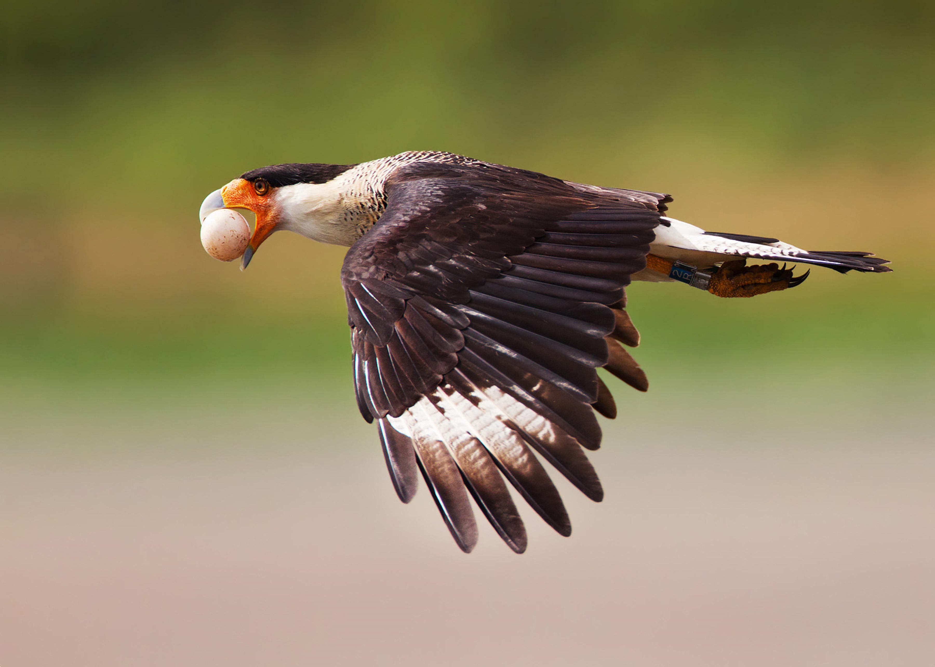 Crested Caracara HD Wallpaper | Background Image | 3600x2568 | ID