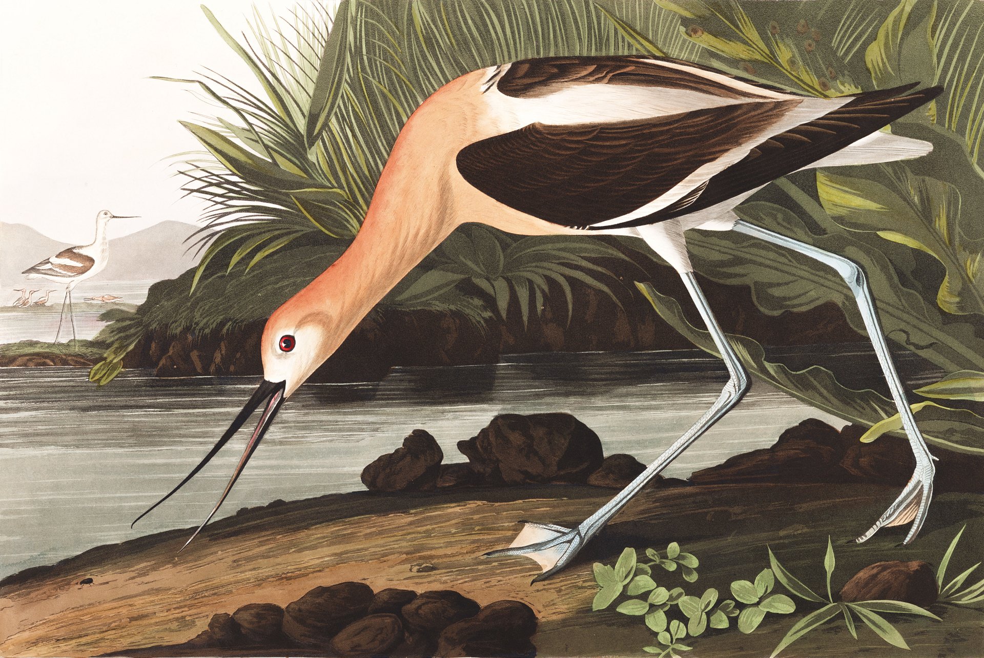 Download Animal American Avocet 4k Ultra HD Wallpaper