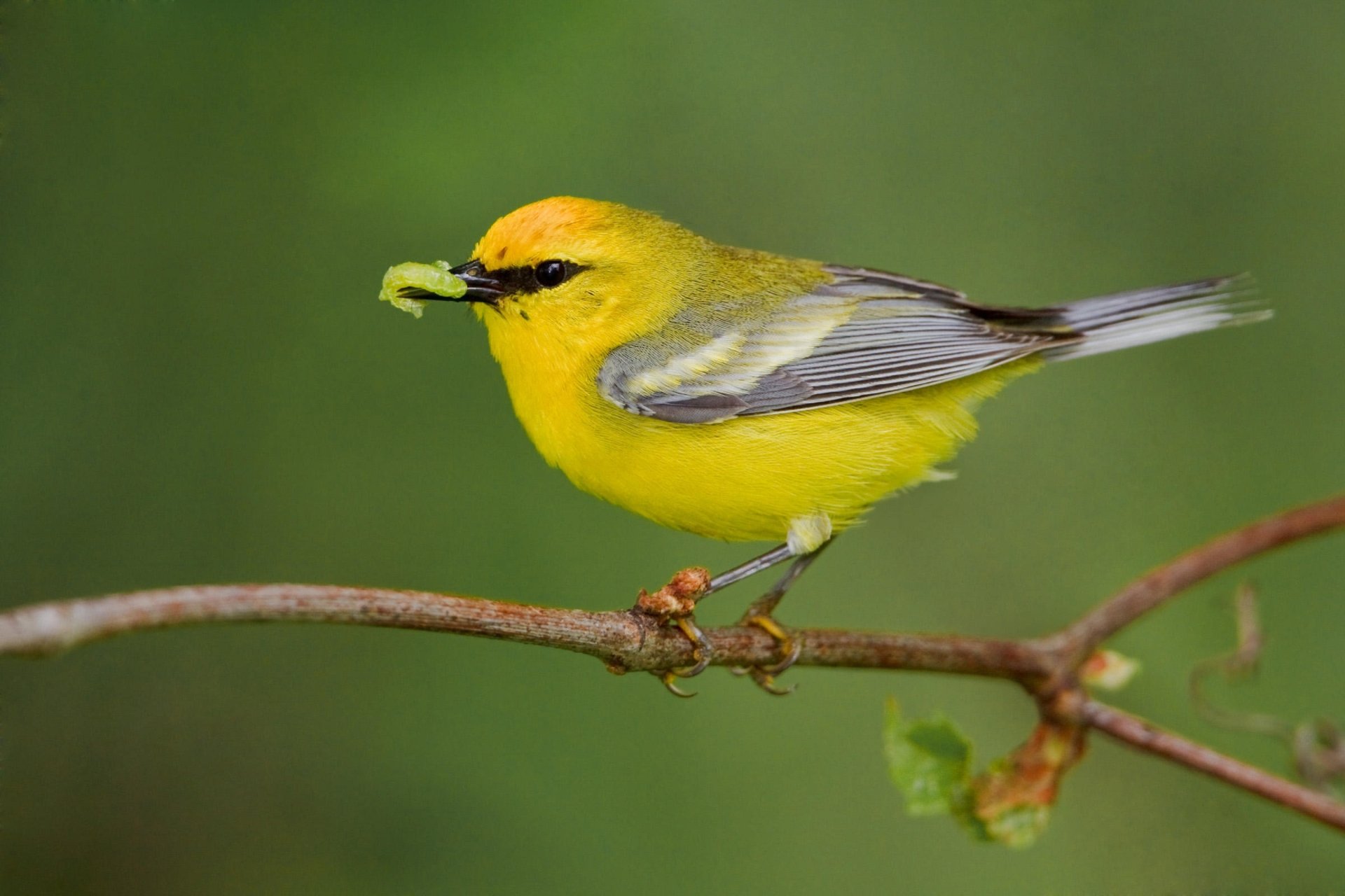 Blue-winged Warbler HD Wallpaper | Background Image | 3600x2400