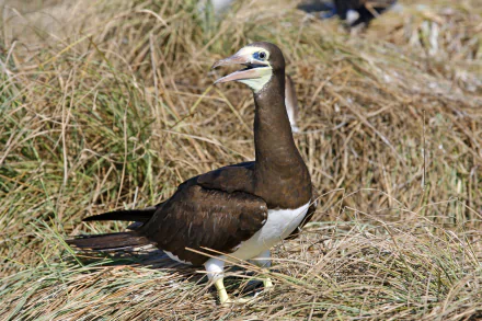  Brown Booby