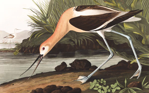 Animal american avocet HD Desktop Wallpaper | Background Image