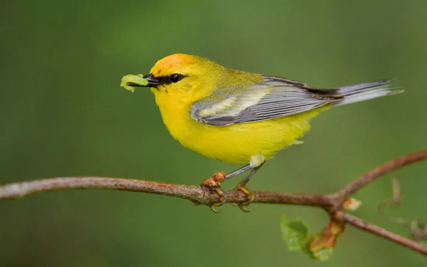  Blue-winged Warbler (vermivora cyanoptera)