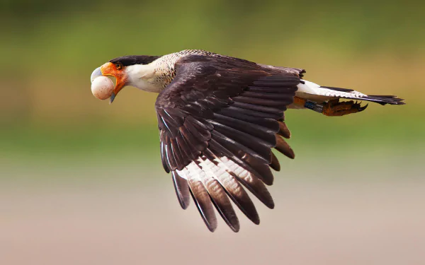  Crested Caracara