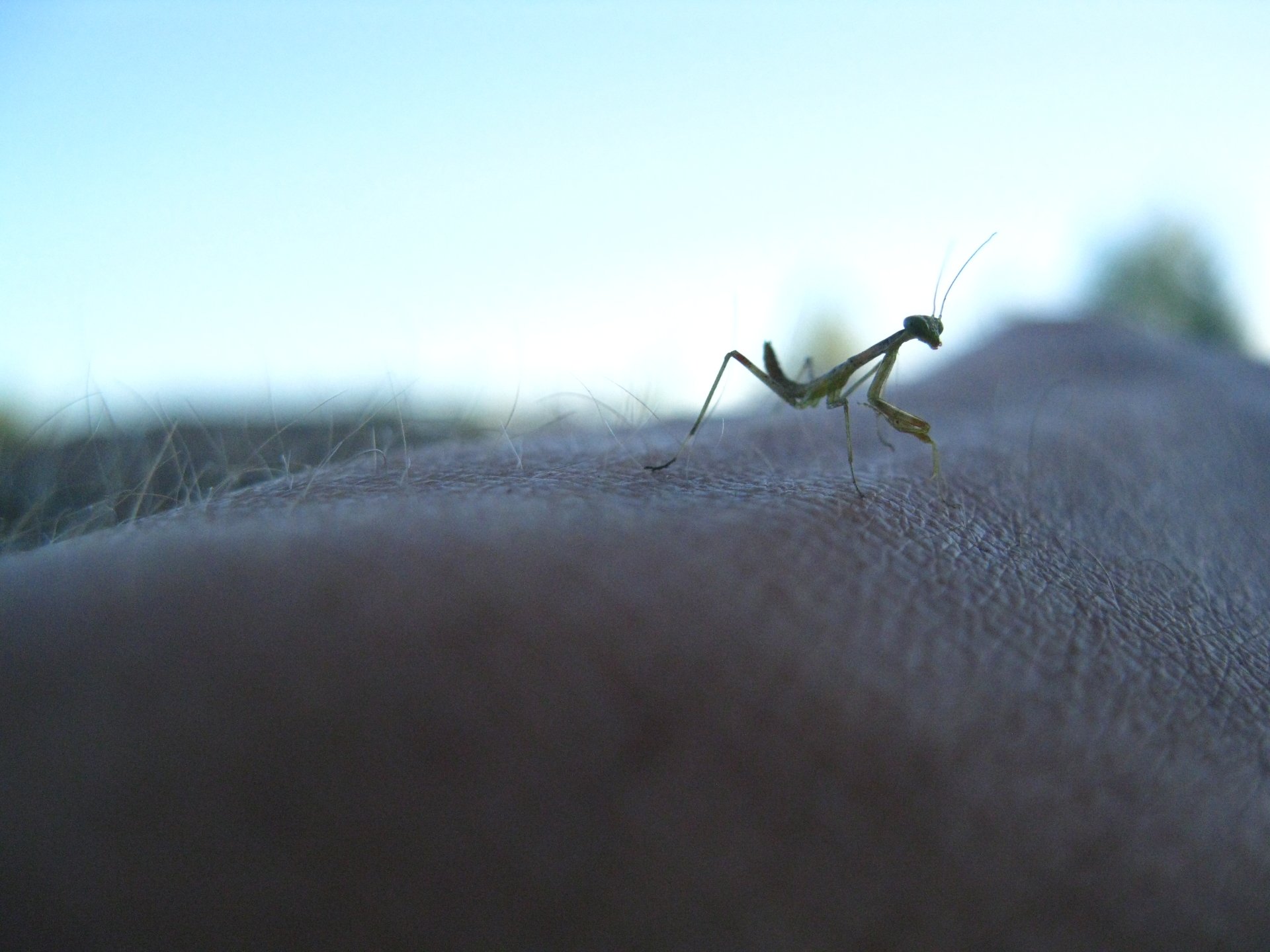 Download Animal Praying Mantis HD Wallpaper