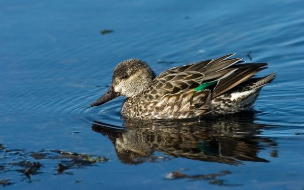 Animal Duck Birds Ducks HD Wallpaper | Background Image