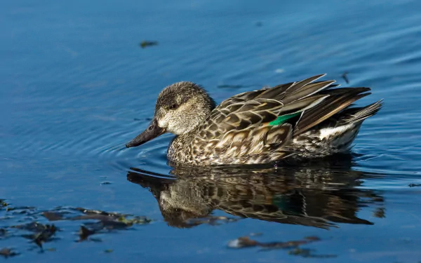  Green-winged Teal