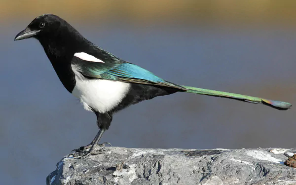 HD desktop wallpaper featuring a close-up of a magpie perched on a rock with a blurred natural background.
