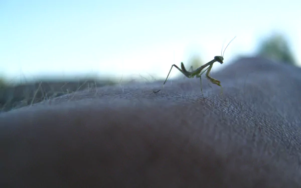Animal praying mantis HD Desktop Wallpaper | Background Image