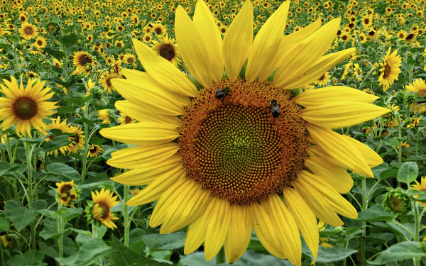 nature sunflower HD Desktop Wallpaper | Background Image