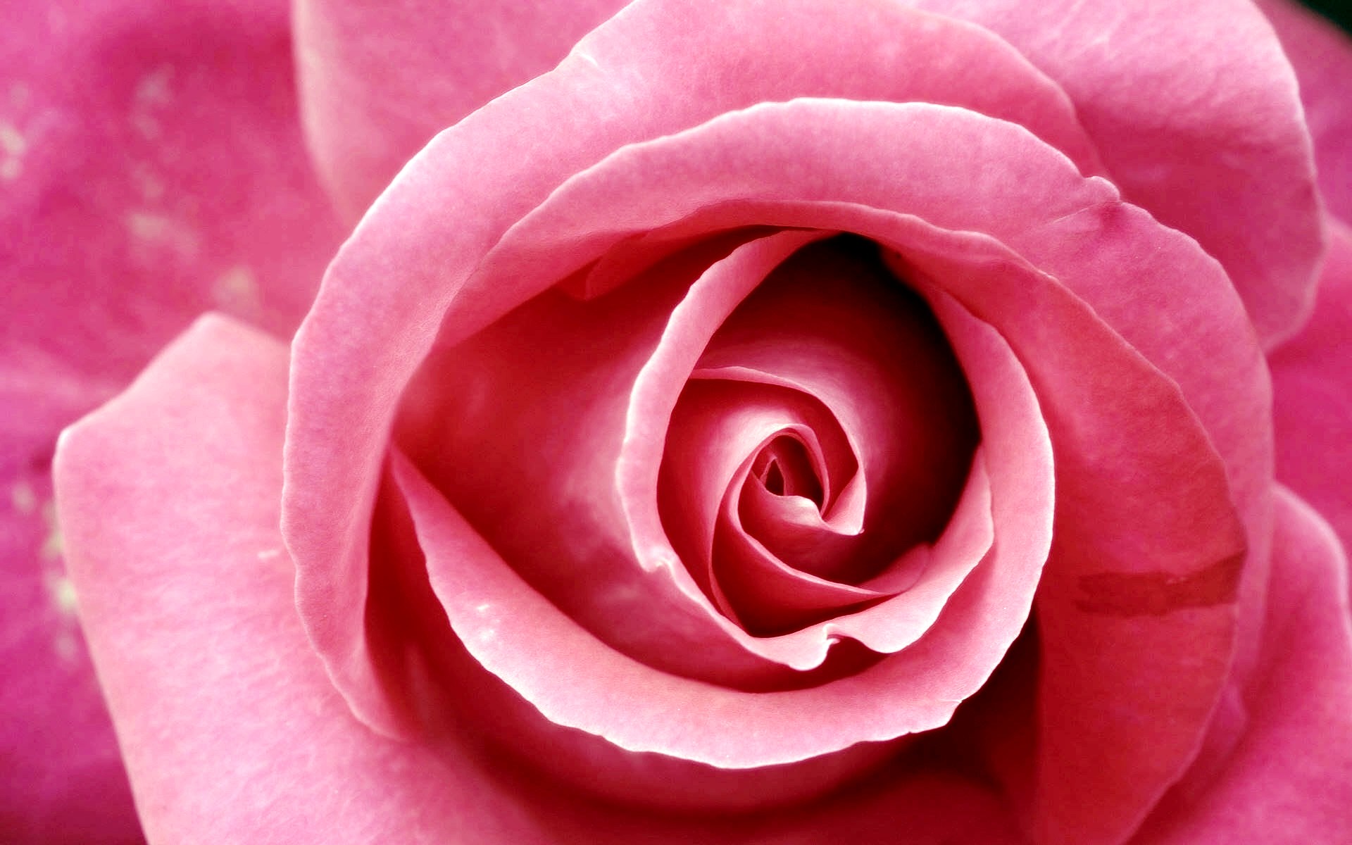 2100+ Rose HD Wallpapers and Backgrounds