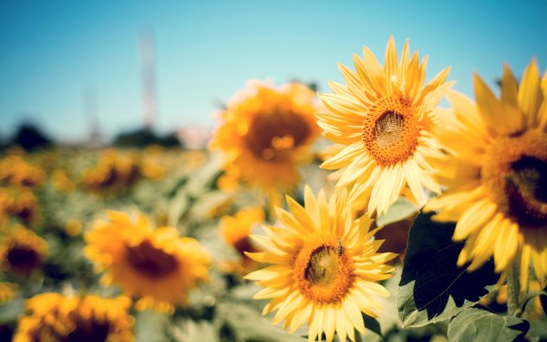 Earth Sunflower Flowers HD Wallpaper | Background Image