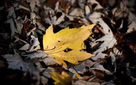 maple leaf close-up nature leaf HD Desktop Wallpaper | Background Image