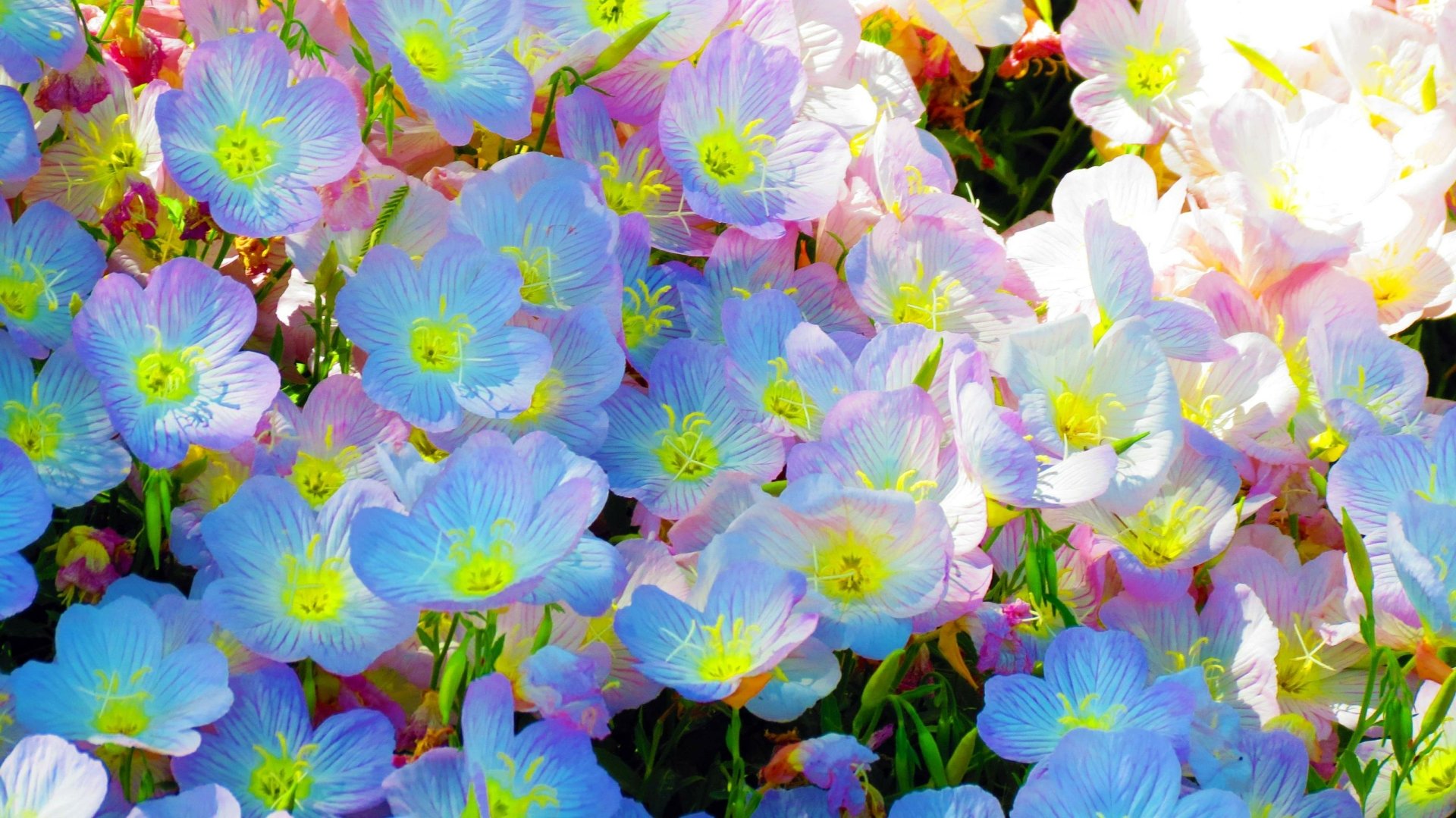 A vibrant close-up of multicolored flowers, showcasing delicate petals in shades of blue, pink, and white. This nature scene serves as a beautiful HD desktop wallpaper and background.