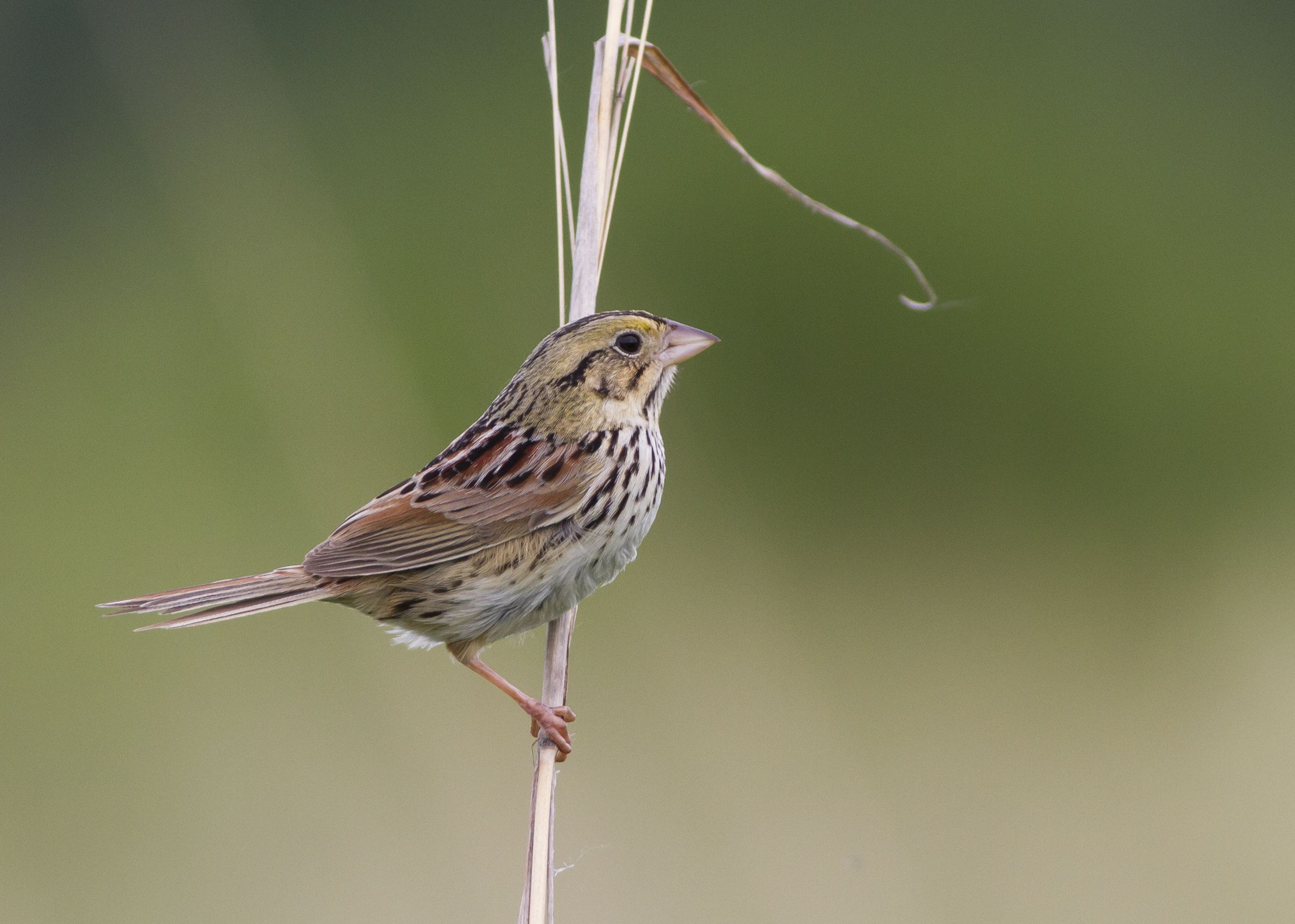 Henslow's Sparrow HD Wallpaper