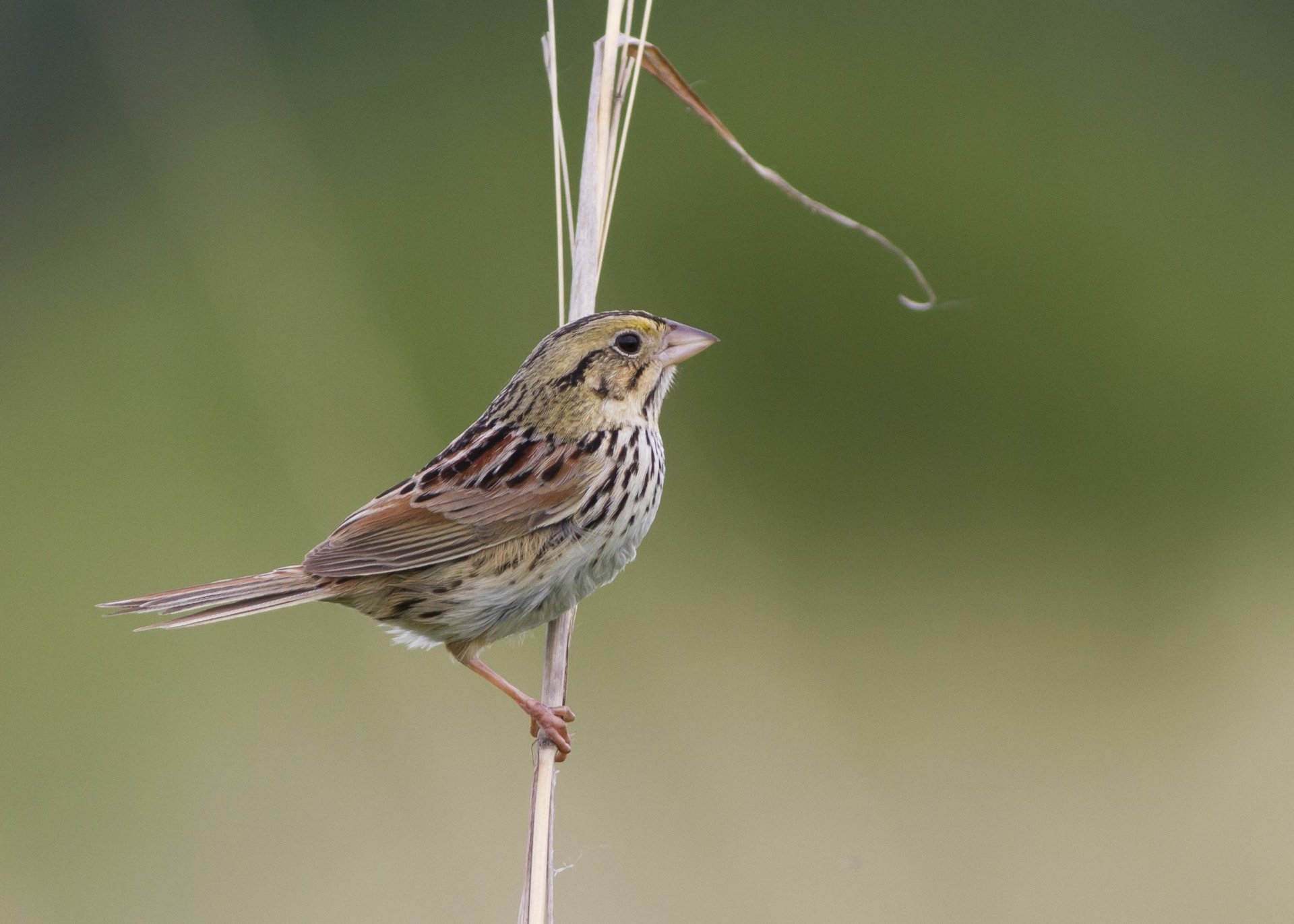 Download Animal Henslow's Sparrow HD Wallpaper