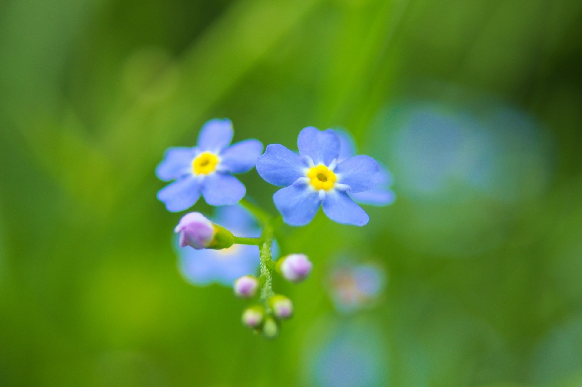Download Nature Flower 4k Ultra HD Wallpaper | 5194x3457 | Wallpaper Abyss