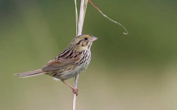 Animal Henslow's Sparrow HD Desktop Wallpaper | Background Image
