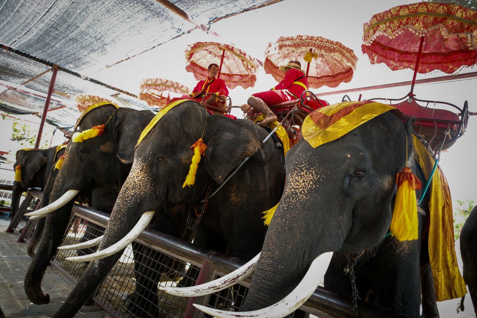 Download Animal Asian Elephant HD Wallpaper